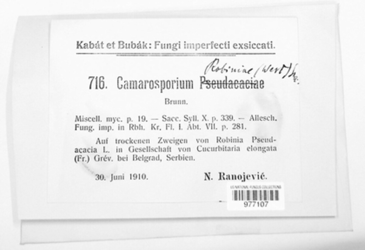 Camarosporium pseudacaciae image